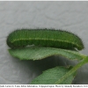 colias hyale larva3hib volg